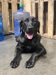 Found/Stray Female Dog last seen Tesco Warehouse, Murfreesboro, TN 37127