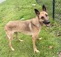 Shelter Stray Male Dog last seen Near BLOCK WORMWOOD RD, 2020 Forest St, Jacksonville, FL 32204, USA