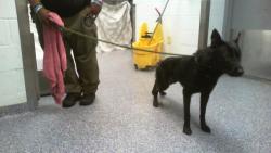 Shelter Stray Male Dog last seen CHARLOTTE, 8315 Byrum Dr, Charlotte, NC 28217, USA