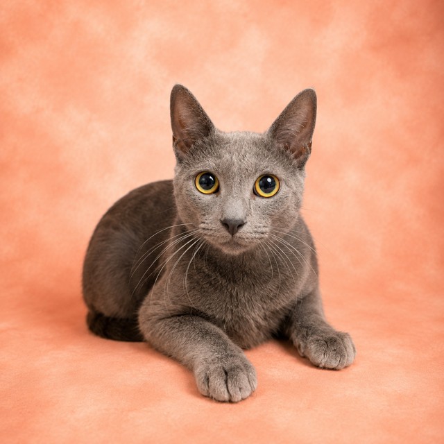Shelter Stray Male Cat last seen TRAPPED @ 8033 BYRD LANDING CT, 2020 Forest St, Jacksonville, FL 32204, USA