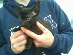 Shelter Stray Female Cat last seen CHARLOTTE, 8315 Byrum Dr, Charlotte, NC 28217, USA