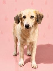 Shelter Stray Female Dog last seen Near BLOCK W 27TH ST, 2020 Forest St, Jacksonville, FL 32204, USA