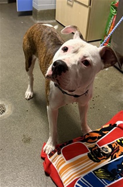 Shelter Stray Male Dog last seen UNHOUSED, 2020 Forest St, Jacksonville, FL 32204, USA