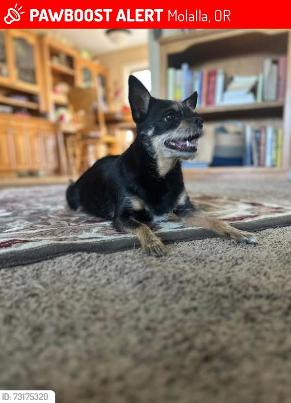Lost Female Dog last seen Palmer rd, Molalla, OR 97038