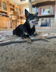Lost Female Dog last seen Palmer rd, Molalla, OR 97038