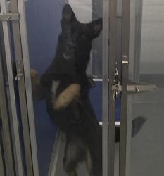 Shelter Stray Female Dog last seen Near, 2600 S Harding St, Indianapolis, IN 46221, USA