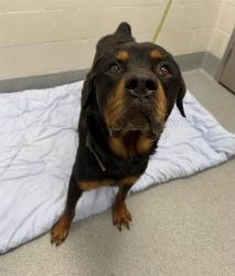 Shelter Stray Male Dog last seen Near, 2600 S Harding St, Indianapolis, IN 46221, USA