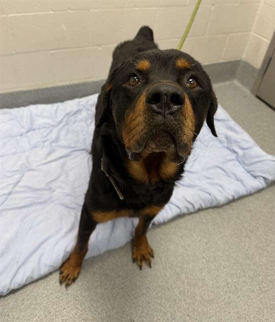 Shelter Stray Male Dog last seen Near, 2600 S Harding St, Indianapolis, IN 46221, USA