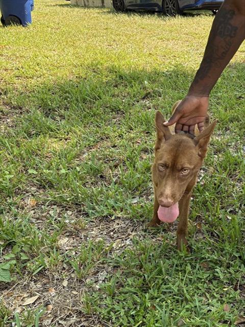 Shelter Stray Female Dog last seen Near BLOCK NE 149 ST, 3599 NW 79th Ave, Doral, FL 33122, USA