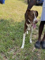 Shelter Stray Female Dog last seen Near BLOCK NE 149 ST, 3599 NW 79th Ave, Doral, FL 33122, USA