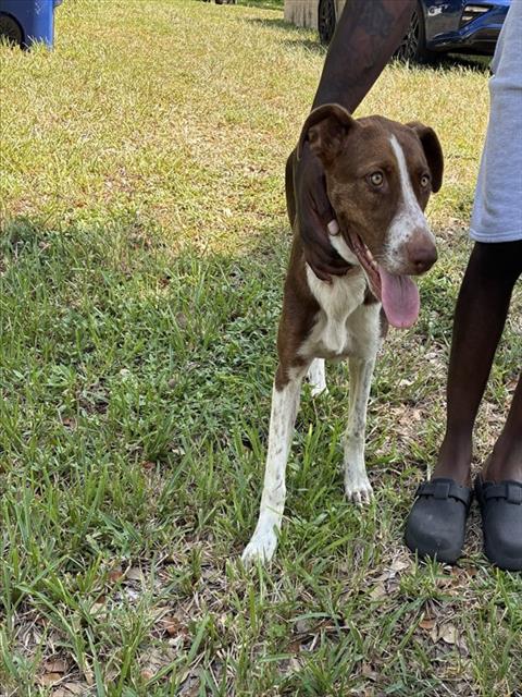 Shelter Stray Female Dog last seen Near BLOCK NE 149 ST, 3599 NW 79th Ave, Doral, FL 33122, USA