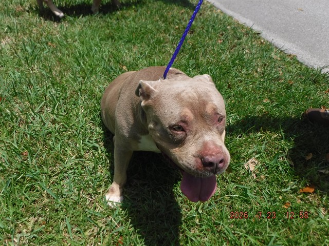 Shelter Stray Female Dog last seen Near BLOCK SW 164TH CT, 3599 NW 79th Ave, Doral, FL 33122, USA