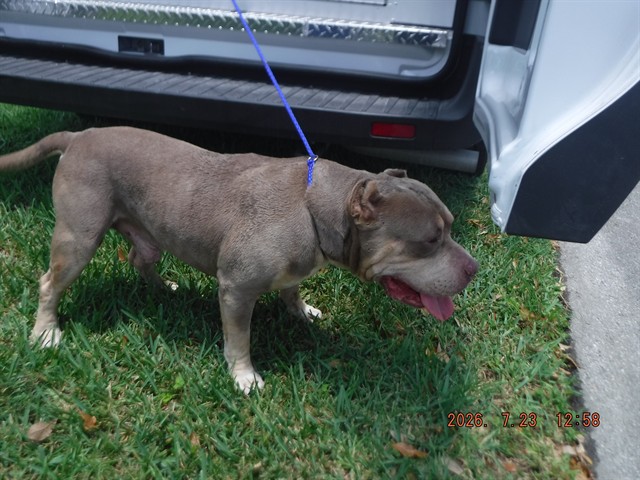 Shelter Stray Male Dog last seen Near BLOCK SW 164TH CT, 3599 NW 79th Ave, Doral, FL 33122, USA