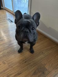 Reunited Male Dog last seen 74th and Canosa, Westminster, CO 80030