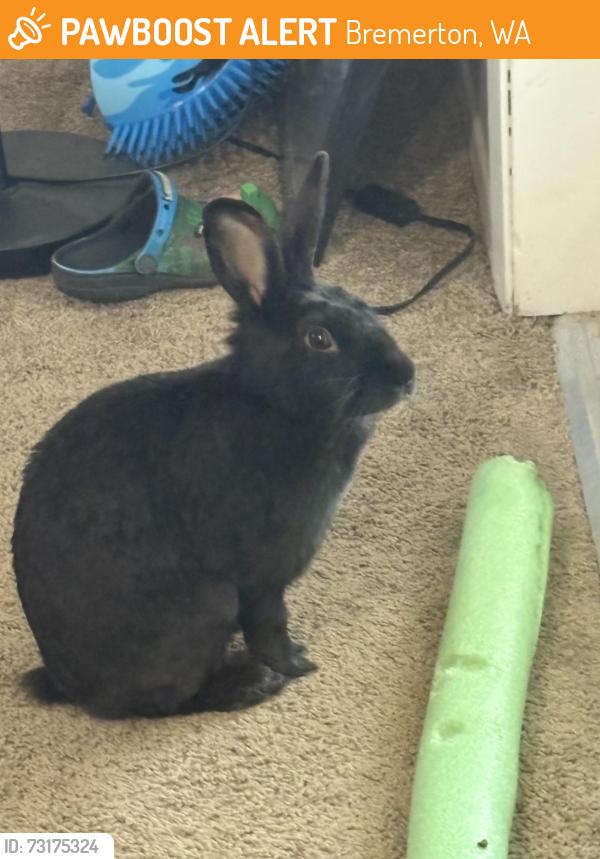Found/Stray Unknown Rabbit last seen Blueberry park, Bremerton, WA 98310