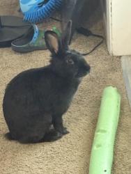 Found/Stray Unknown Rabbit last seen Blueberry park, Bremerton, WA 98310