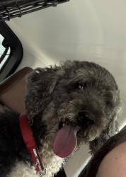 Lost Female Dog last seen White drive, Tallahassee, FL 32304