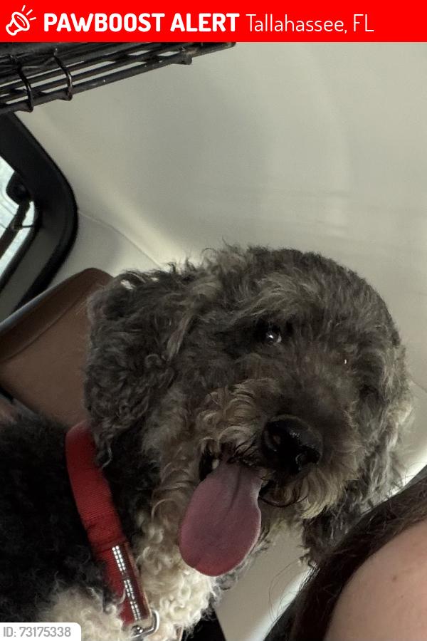 Lost Female Dog last seen White drive, Tallahassee, FL 32304