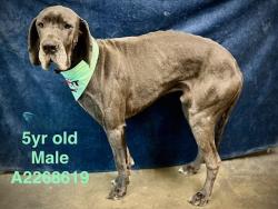 Shelter Stray Male Dog last seen , West Valley Animal Shelter, 20655 Plummer St, Chatsworth, CA 91311, USA