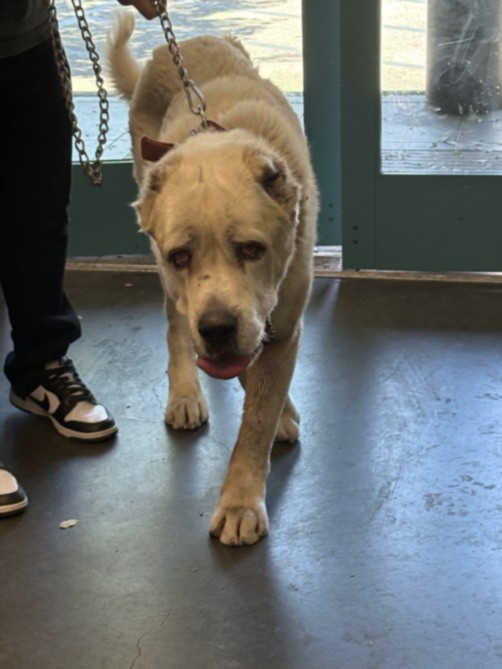 Shelter Stray Male Dog last seen , West Valley Animal Shelter, 20655 Plummer St, Chatsworth, CA 91311, USA