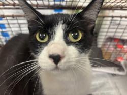 Shelter Stray Female Cat last seen , 14409 Vanowen St, Van Nuys, CA 91405, USA