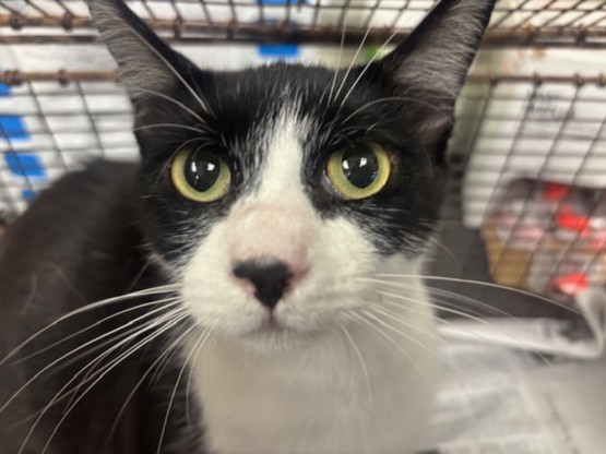 Shelter Stray Female Cat last seen , 14409 Vanowen St, Van Nuys, CA 91405, USA
