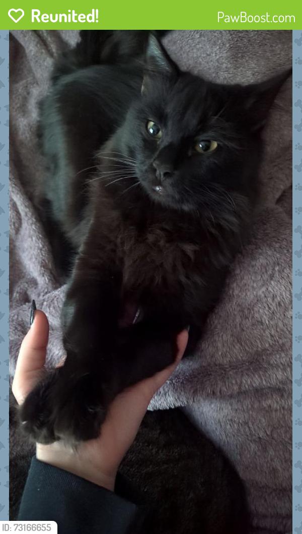 Reunited Male Cat last seen Brogan Dr and Maple Grove, Boise, ID 83709