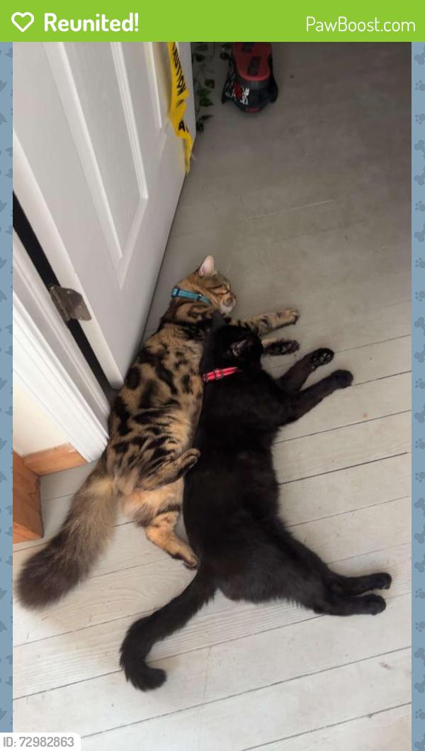 Reunited Male Cat last seen Park Ave, Stroudsburg, PA 18360