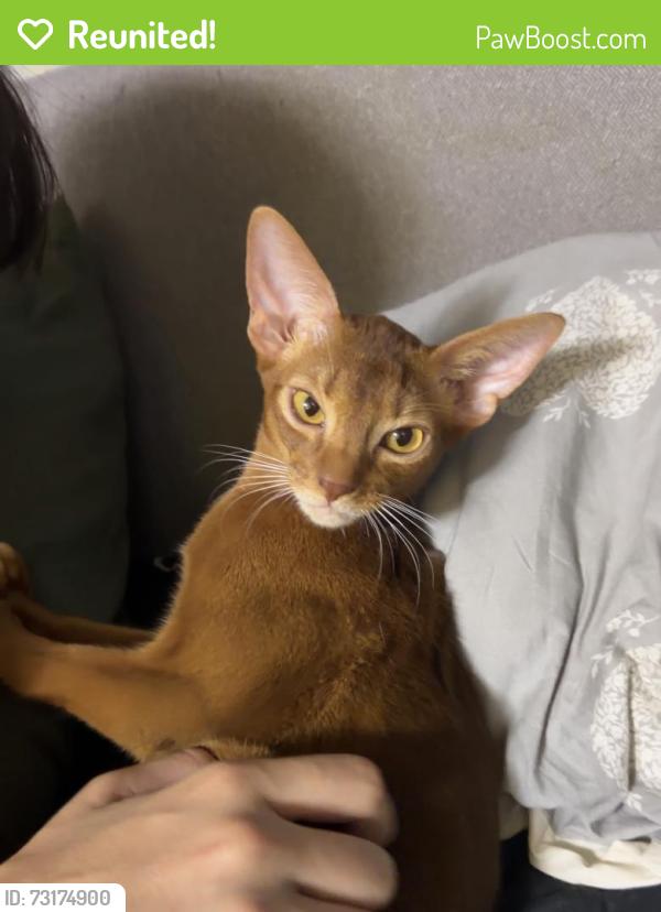Reunited Male Cat last seen Hilmorton road, West Midlands, England CV2 1FP