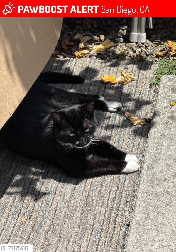 Lost Male Cat last seen Maple st and 44th st, San Diego, CA 92105