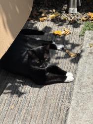 Lost Male Cat last seen Maple st and 44th st, San Diego, CA 92105