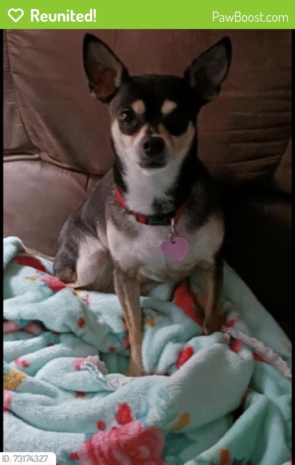 Reunited Male Dog last seen Summer Lee and Lakefront Trl, Rockwall, TX 75032