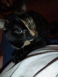 Lost Female Cat last seen Near a safeway, Aurora, CO 80017