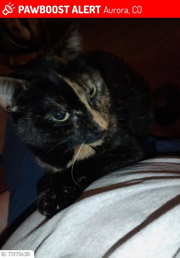 Lost Female Cat last seen Near a safeway, Aurora, CO 80017