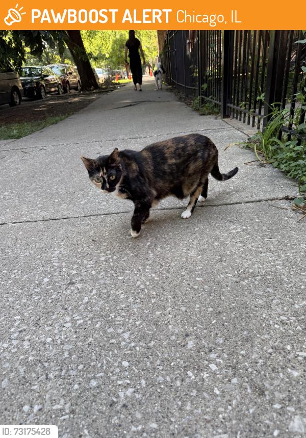 Found/Stray Unknown Cat last seen wicker park ave and honore, Chicago, IL 60622