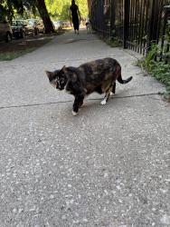 Found/Stray Unknown Cat last seen wicker park ave and honore, Chicago, IL 60622