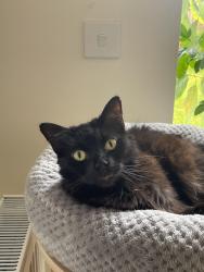 Reunited Female Cat last seen Tay road New Lubbesthorpe, Leicestershire, England 