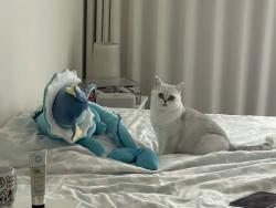 Reunited Female Cat last seen Near Tomcot Ct, San Jose, CA 95133