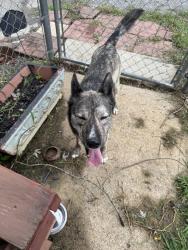 Found/Stray Male Dog last seen Unknown, Dandridge, TN 37725