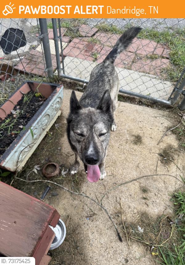 Found/Stray Male Dog last seen Unknown, Dandridge, TN 37725