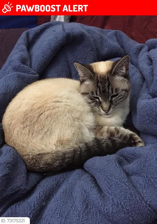 Lost Female Cat last seen Pacific Coast Highway between Coral Cay and Warner, Huntington Beach, CA 92649