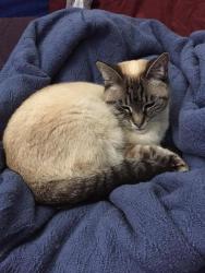 Lost Female Cat last seen Pacific Coast Highway between Coral Cay and Warner, Huntington Beach, CA 92649