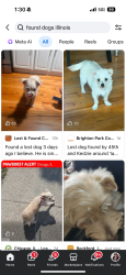 Found/Stray Male Dog last seen 45th kedzie, Chicago, IL 60628