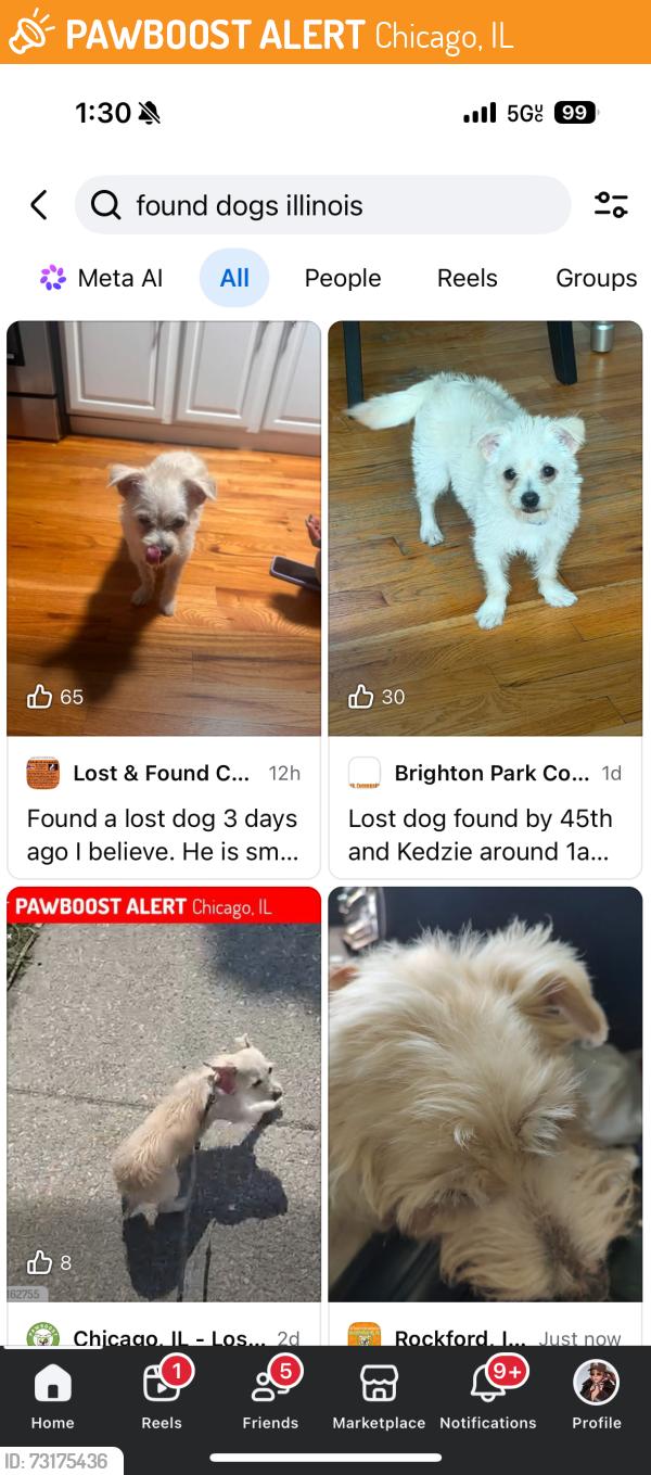 Found/Stray Male Dog last seen 45th kedzie, Chicago, IL 60628