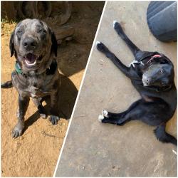 Reunited Male Dog last seen Brandon lane Burleson, Burleson, TX 76028
