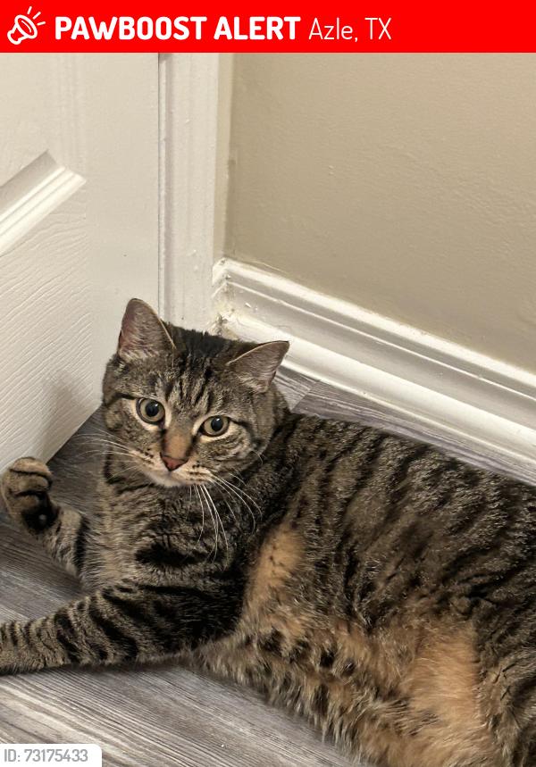 Lost Male Cat last seen Sandy Beach Road near KO storage, Azle, TX 76020