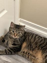 Lost Male Cat last seen Sandy Beach Road near KO storage, Azle, TX 76020