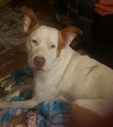 Lost Male Dog last seen Echo, Amarillo, TX 79108