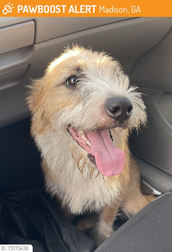 Found/Stray Male Dog last seen Across the street from the Greshamville volunteer fire dept, Madison, GA 30650
