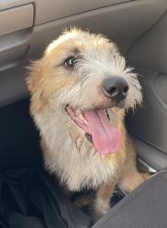 Found/Stray Male Dog last seen Across the street from the Greshamville volunteer fire dept, Madison, GA 30650